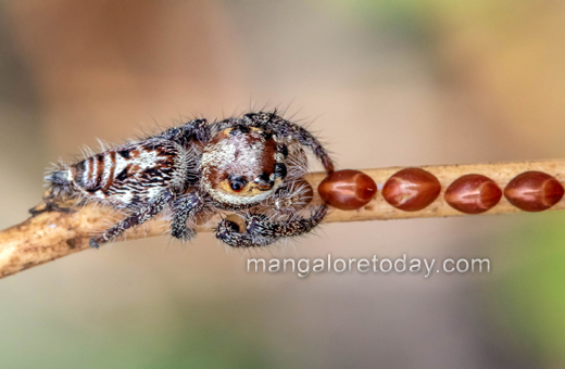 Jumping Spider